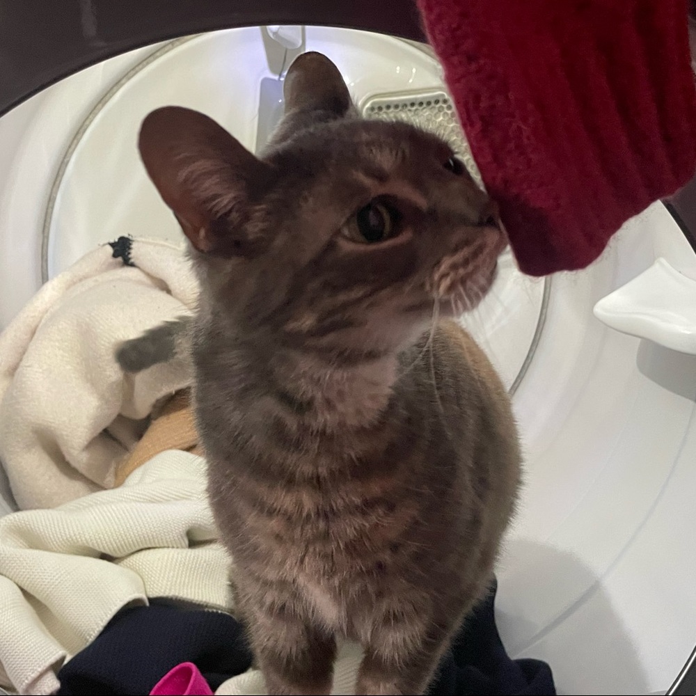 Meet your Posher, Lisa